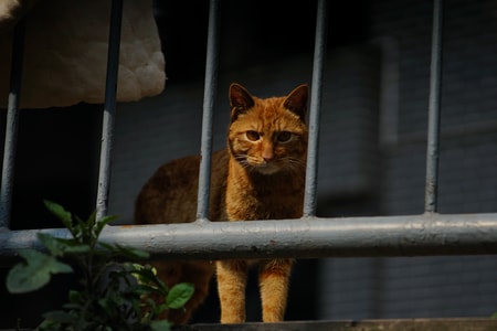 随拍-街拍-流浪-萌宠-猫 图片素材