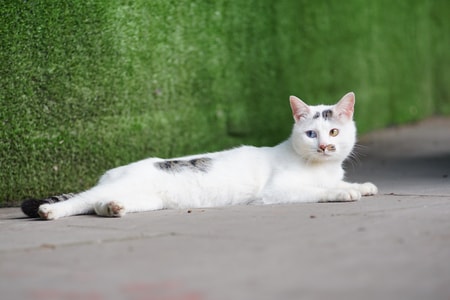 随拍-街拍-流浪-萌宠-猫 图片素材