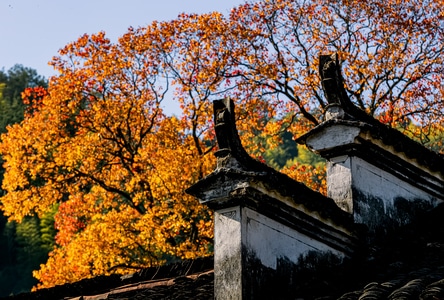 日出-古村落-光影-树-线条 图片素材