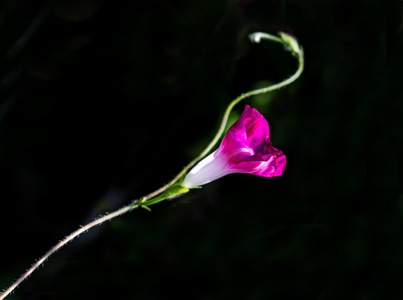 静谧-花-线条-花-花朵 图片素材