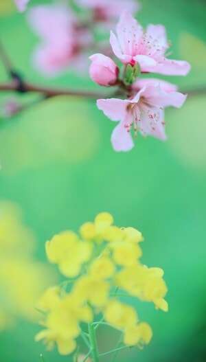 风光-花-花朵-植物-花瓣 图片素材