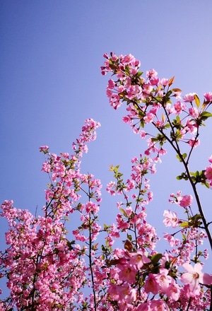 盛开-春色-天空-花-花朵 图片素材