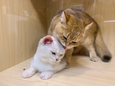 抓拍-有趣的瞬间-宅家-猫-猫 图片素材