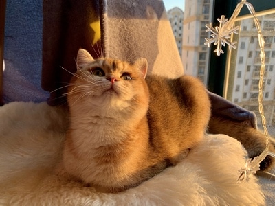 抓拍-有趣的瞬间-宅家-猫-猫 图片素材