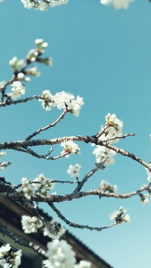 自然-樱桃花-花-花朵-花卉 图片素材