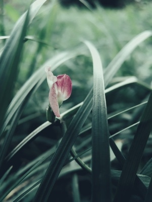 三月-春天里-微拍-花-花朵 图片素材