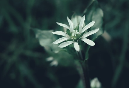 三月-春天里-微拍-花-花朵 图片素材