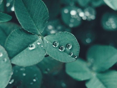 自然-植物-水珠-植物-三叶草 图片素材