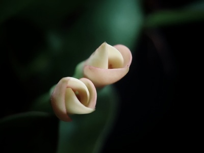 花语-虎刺梅-虎刺梅-花-花朵 图片素材