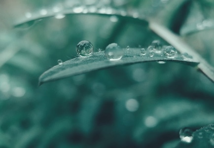 自然-植物-水珠-植物-三叶草 图片素材