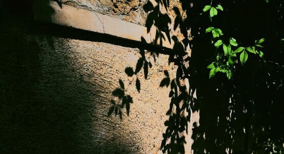 阳光-影-墙-墙壁-叶子 图片素材
