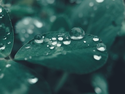 自然-植物-水珠-植物-三叶草 图片素材