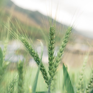 春天-静物-小麦-大自然-作物 图片素材