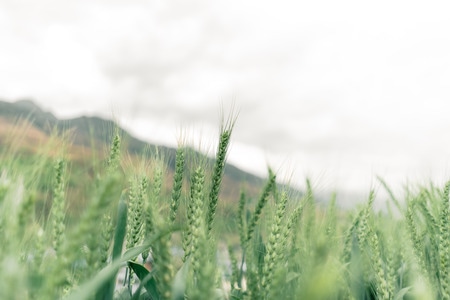 春天-静物-小麦-大自然-作物 图片素材