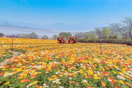 踏青-绿色地球-风光-风景-花 图片素材
