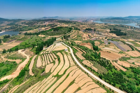 日照市-茶园-风光-风景-梯田 图片素材