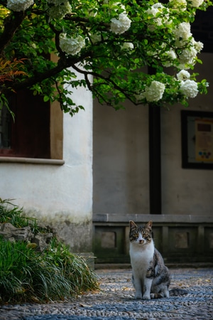 猫-喵呜-苏州-苏州园林-沧浪亭 图片素材