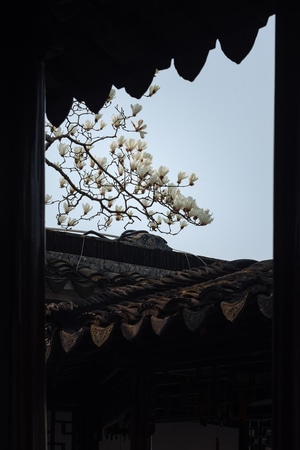 园林-苏州园林-苏州-网师园-植物 图片素材