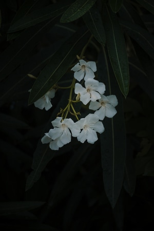 尘世烟火-姑苏-街拍-色彩-花朵 图片素材