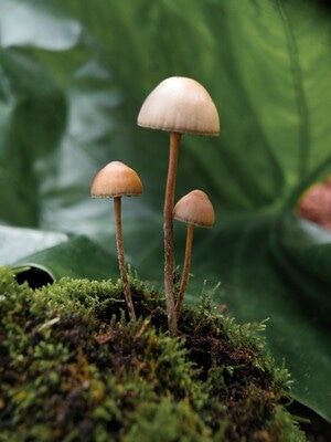 静物-自然-手机摄影-菌类-蘑菇 图片素材