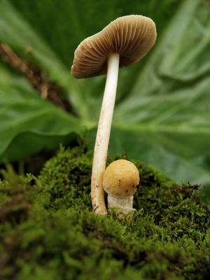 静物-自然-蘑菇-小蘑菇-苔藓 图片素材