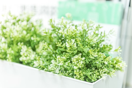 清新-颜色-植物-盆栽-绿植 图片素材