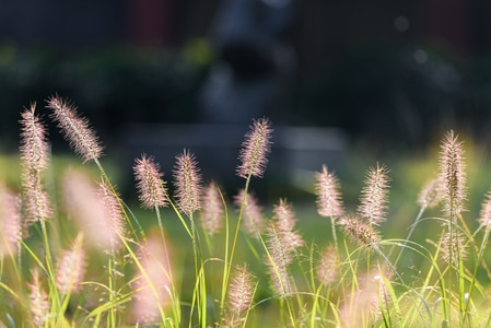 狗尾草-植物-狗尾草-植物-茎秆 图片素材