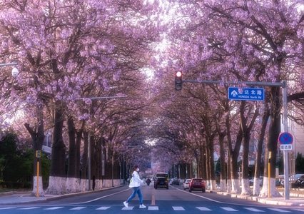 春天-风景-花-行人-路人 图片素材
