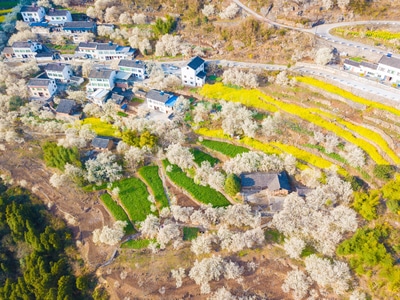 樱花-旅行-山谷-春天-花 图片素材