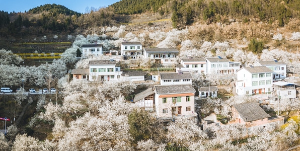 樱花-旅行-山谷-春天-花 图片素材