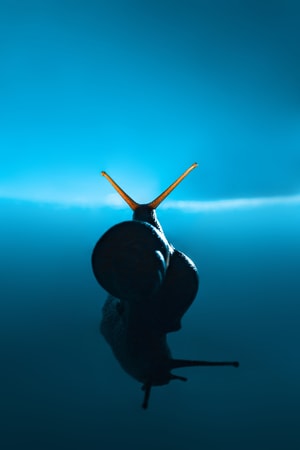 昆虫-创意-微距-梦幻-蜗牛 图片素材
