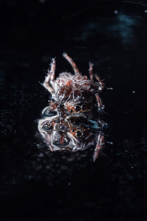 昆虫-微距-跳蛛-蜘蛛-萌宠 图片素材