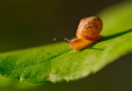 蜗牛-晨光-微距-蜗牛-软体动物 图片素材