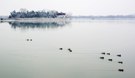 颐和园-三月-雪景-鸭子-湖 图片素材