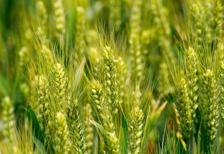 作物-小麦-庄稼-小麦-庄稼 图片素材