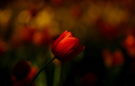 色彩-园艺-花卉-植物-郁金香 图片素材