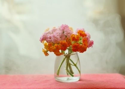静物-花卉-长寿花-水汽-花卉 图片素材