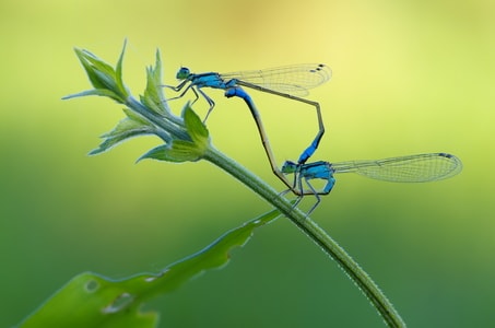 昆虫-豆娘-蜻蜓目-交配-美图 图片素材