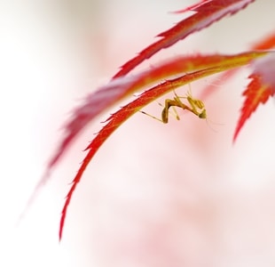 枫叶-螳螂-昆虫-昆虫-螳螂 图片素材