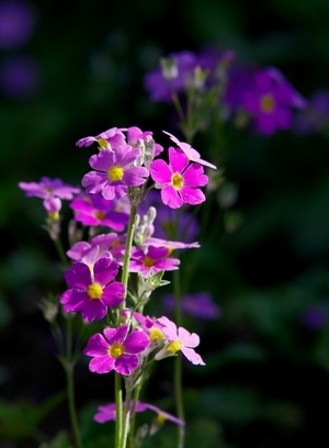 植物-花卉-春天-色彩-报春花 图片素材