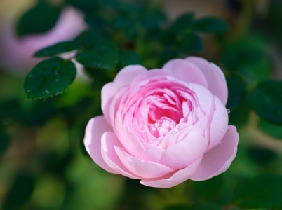 花卉-植物-月季-粉色-花卉 图片素材