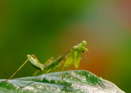 螳螂-小螳螂-昆虫-微距-宾得 图片素材
