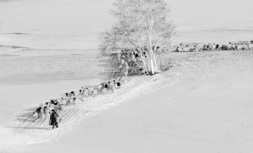 羊群-冬季-雪景-白桦树-牧羊人 图片素材