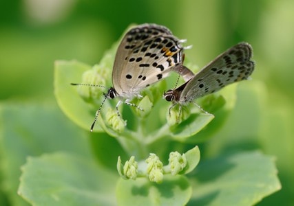 昆虫-灰蝶-鳞翅目-微距-交配 图片素材