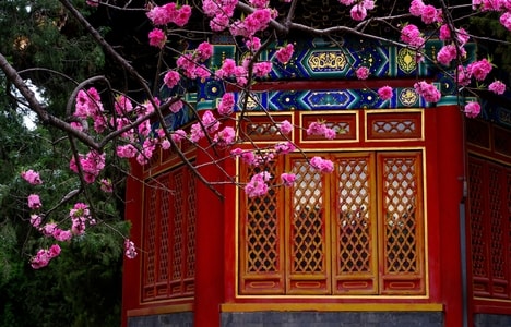 春-中山公园-花朵-花卉-花 图片素材