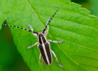 昆虫-甲虫-天牛-昆虫-甲虫 图片素材