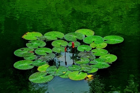 植物-花卉-莲-莲-花卉 图片素材