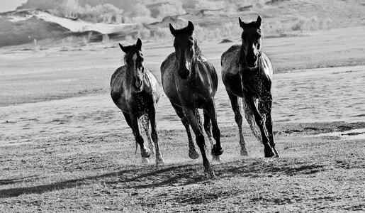 黑白-奔马-三匹马-奔马-三匹马 图片素材