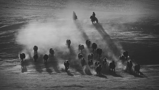 冬季-草原-雪景-马群-牧马人 图片素材