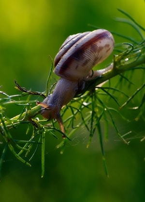软体动物-蜗牛-软体动物-蜗牛-茎秆 图片素材